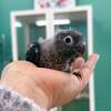 愛知県ウロコインコブリーダーHONOKUNIバイオレット雛