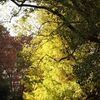 日比谷公園で紅葉を見る