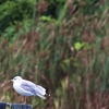 クロワカモメ(Ring-billed Gull)