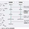 カテコールアミンとインドールアミン