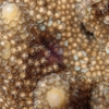 サンゴの産卵ナイト　スキューバダイビング　ログ285