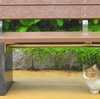 雨の日の野良猫はどこにいる？気になる行動と過ごし方