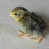 まぼろしのヒヨコ Part.2🐤