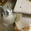 夜の猛烈追いかけっこ