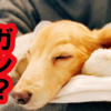 愛犬の腫瘍　悪性ガン？良性？
