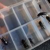 ヒラタクワガタ採集記。ヒラタクワガタは小型と中型がとても多く、気温で出現数が変わる？