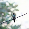 Sword-billed Hummingbird ヤリハシハチドリ