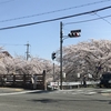 佐保川堤、満開の桜（奈良）