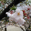 雨で花見は中止になりにけり。