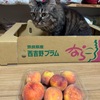 ひめこなつ