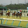 新潟競馬場にいってきた。