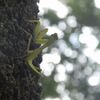 ハラビロカマキリが尻を上げるとき