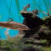 アユモドキ Parabotia curta