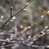 初冬の三辻山遊山　冬芽