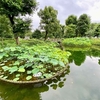 郷土の森公園 ハス池（東京都府中）