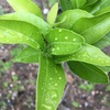 アゲハチョウの幼虫（写真アリ、苦手な方は閲覧注意）
