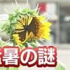 鳩山町 猛暑の謎