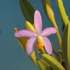 Cattleya  lucasiana