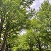 今日も札幌の最高気温は28.4度！湿度が低くて心地よい日が続いています