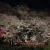 養源寺の夜桜、比べてみたら？