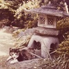 猫写真#902