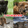 生きて欲しい！猫やネコ科の絶滅危惧種、世界と日本！