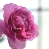 ＲＦ５０ｍｍＦ１.８ＳＴＭを購入・窓辺の花でレビュー