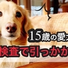 リオ血液検査で引っかかる　老犬ダックス15歳