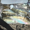 産卵が終わったようです