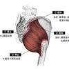 脳卒中の歩行　大臀筋のポイント