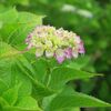 　雨に濡れた紫陽花