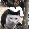 猫画像まとめ～ヅラじゃない