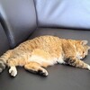 一足お先に猫塚記念と今週のプル。