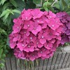 紫陽花