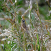 足を止めて野鳥観察をしたら驚くほど鳴き声が増えて、見えていなかった野鳥が顔を出してくれました