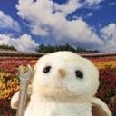 しろふくろうず　（しろふくろーず）