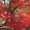 紅葉２０２３　馬見丘陵公園