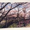 春 桜と