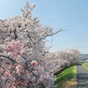 天神川沿いの桜並木