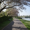 桜が散っても花の季節だ