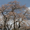 桜・大安寺