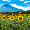 向日葵と富士山（その２）