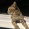 【沖縄瀬長島】車の上に住む保護猫 #Shorts