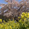 横浜北部で菜の花と桜を愛でる