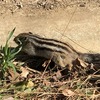 【2019年2月】"さいたま市りすの家"に行ってきました【冬、リスの冬眠】