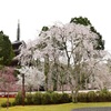 過去のお花見記録（醍醐寺編）