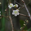 DAILY FLOWERS