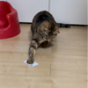 あんころもちの成長記録139