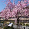 せせらぎ通り・玉川公園・武家屋敷跡の桜