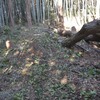 アカガシを拾って薪に
